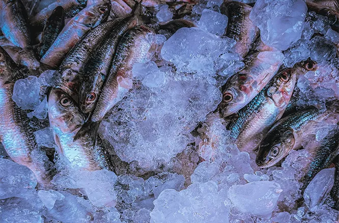 Congélation traditionnelle (congélation lente)